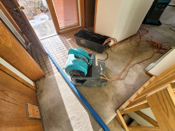 Best Carpet water damage restoration  in Brighton, AL