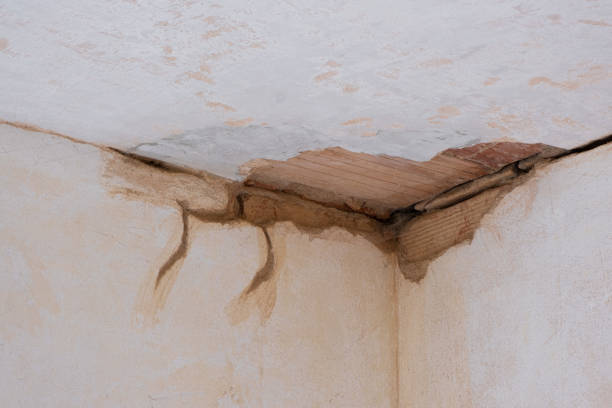 Best Basement water damage restoration  in Brighton, AL