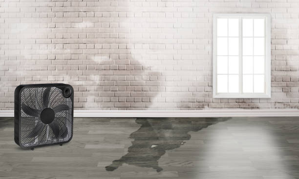 Best Commercial water damage restoration  in Brighton, AL